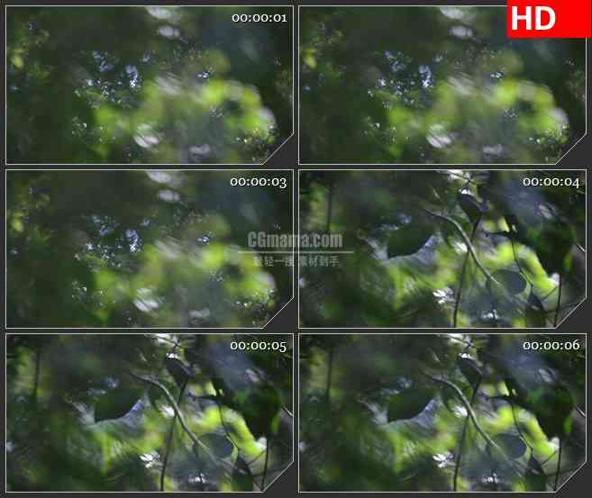BG2778森林树叶模糊焦点转移高清led大屏视频背景素材