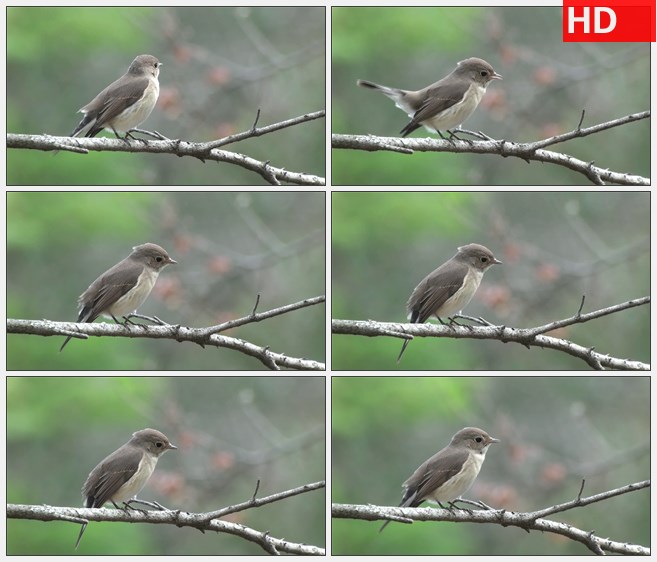 ZY1397树枝上栖息的小鸟高清实拍视频素材