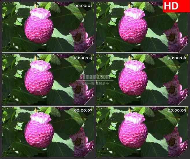 BG2856圆形粉红色的花绿叶盛开高清led大屏视频背景素材