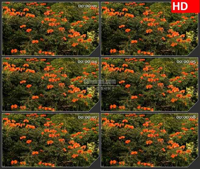 BG2862植物橙色花朵风中摇动镜头加快高清led大屏视频背景素材
