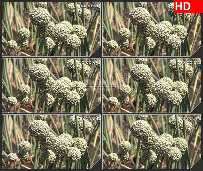 BG3048微观世界 风中摇曳的花球高清led大屏视频背景素材