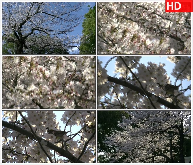 ZY1488樱花树樱花园高清实拍视频素材