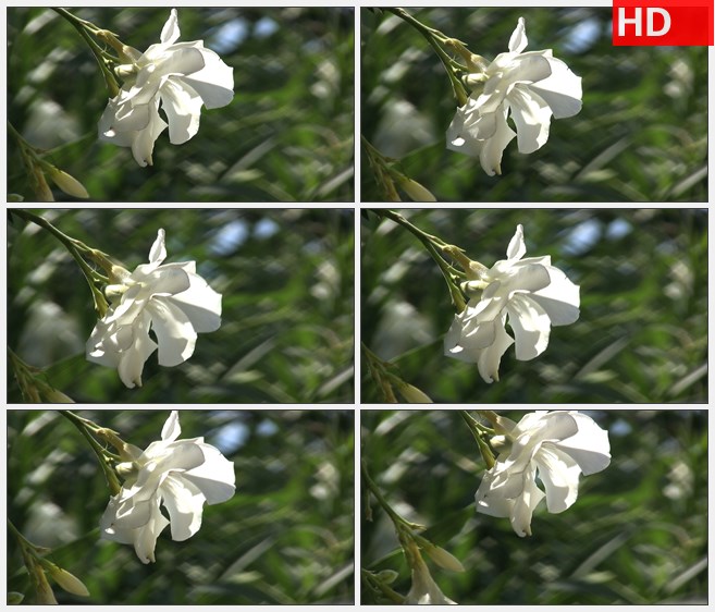 ZY1531白色的花在微风中摇曳自然美景高清实拍视频素材