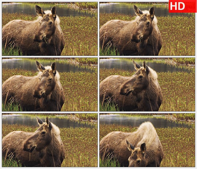 ZY1542成年驼鹿在沼泽地吃草高清实拍视频素材