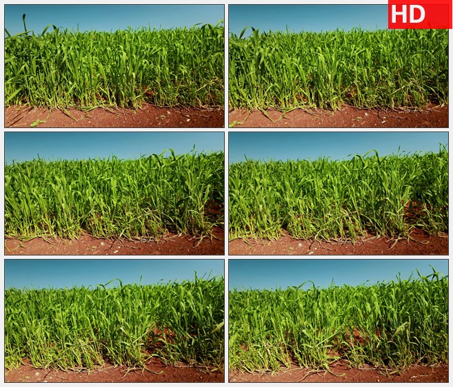 ZY1544充满活力的绿色的麦田和红土麦子农业作物高清实拍视频素材高清实拍视频素材