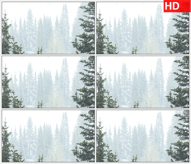 ZY1548矗立在大风雪中的松树高清实拍视频素材
