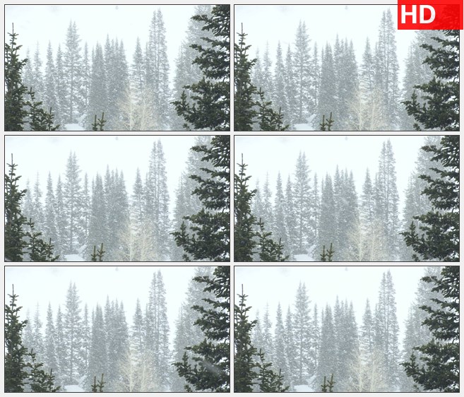 ZY1562大雪中伫立的松树高清实拍视频素材