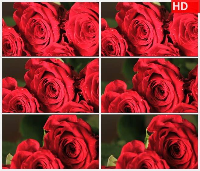 ZY1563带水的红玫瑰花瓣的特写镜头高清实拍视频素材