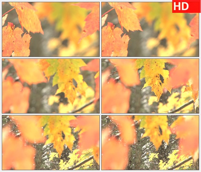 ZY1567冬天的黄叶随风摇摆的景象模糊高清实拍视频素材