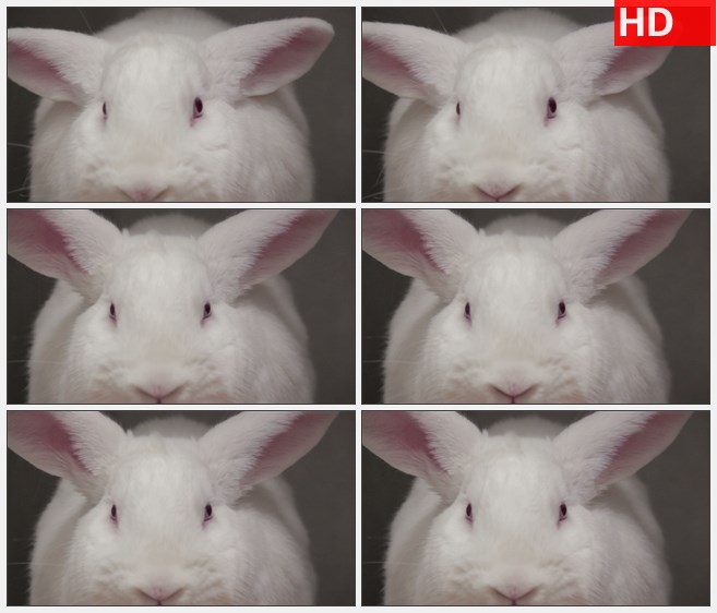 ZY1573对白兔子的红眼睛头部的镜头特写高清实拍视频素材