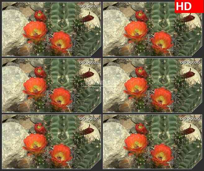 BG3401微观世界 实拍自然景色 开花的仙人掌led大屏背景高清视频素材