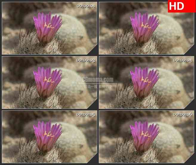 BG3402微观世界 实拍自然景色 开紫色花的仙人球led大屏背景高清视频素材