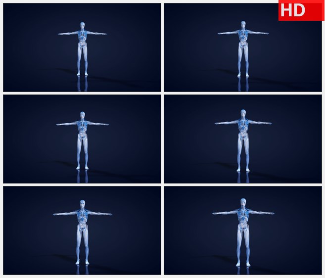 ZY1580放大的三维心脏跳动人体解剖模型倒影高清实拍视频素材