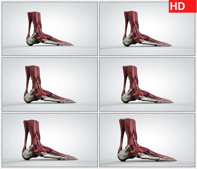 ZY1581放大对内部人脚的三维解剖模型高清实拍视频素材