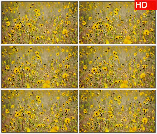 ZY1587风吹动草地上的黄花延时高清实拍视频素材