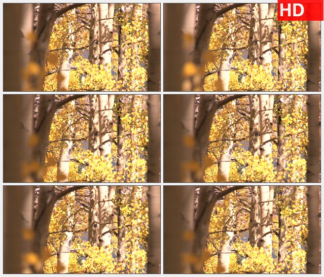 ZY1589风吹秋天的黄色的树静景高清实拍视频素材