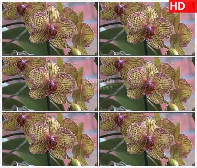 ZY1609黄粉色蝴蝶兰花的静景特写高清实拍视频素材