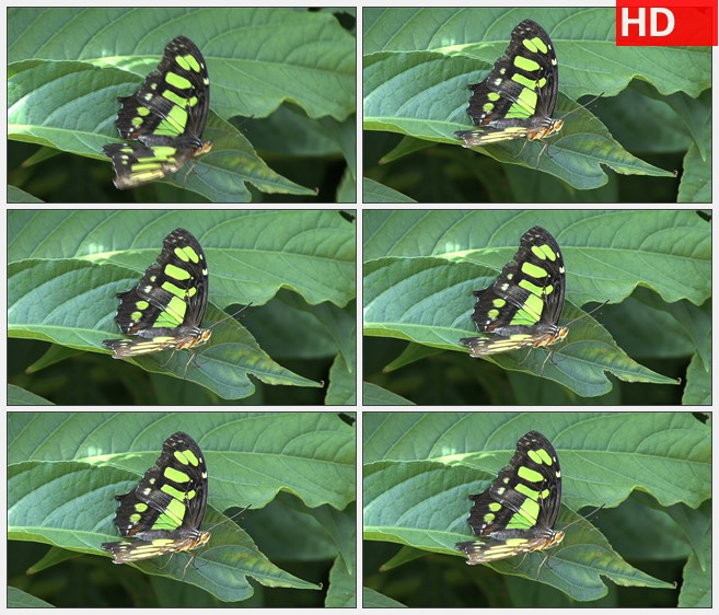 ZY1610黄黑色相间的蝴蝶停在绿叶上轻颤高清实拍视频素材