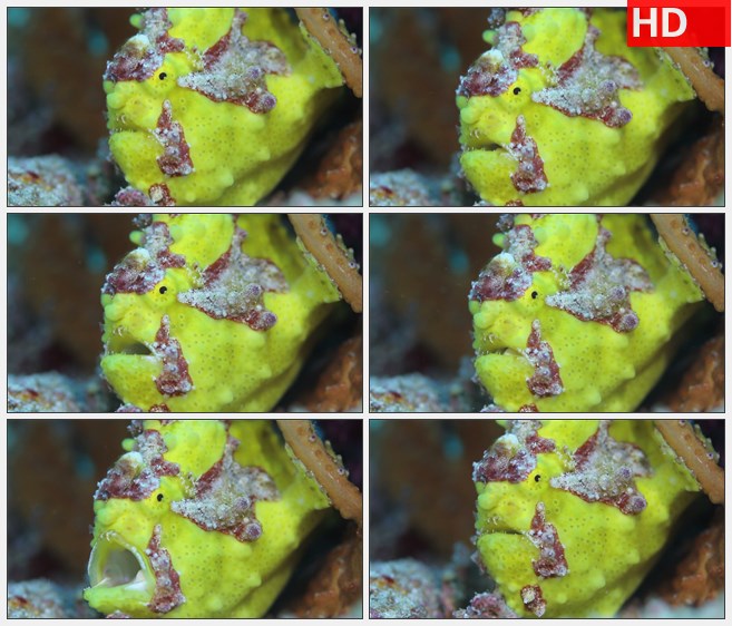 ZY1614黄礁海底生物特写高清实拍视频素材