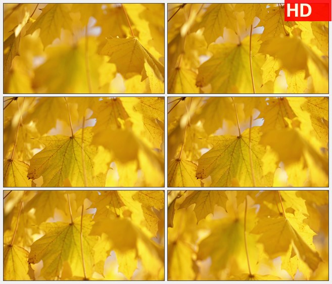 ZY1617黄叶挂在树枝随风轻轻摇动模糊高清实拍视频素材