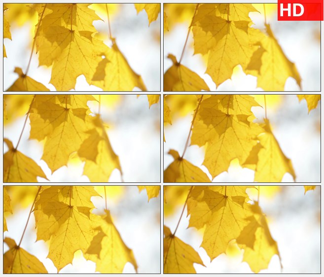 ZY1618黄叶挂在树枝随风轻轻摇动特写高清实拍视频素材