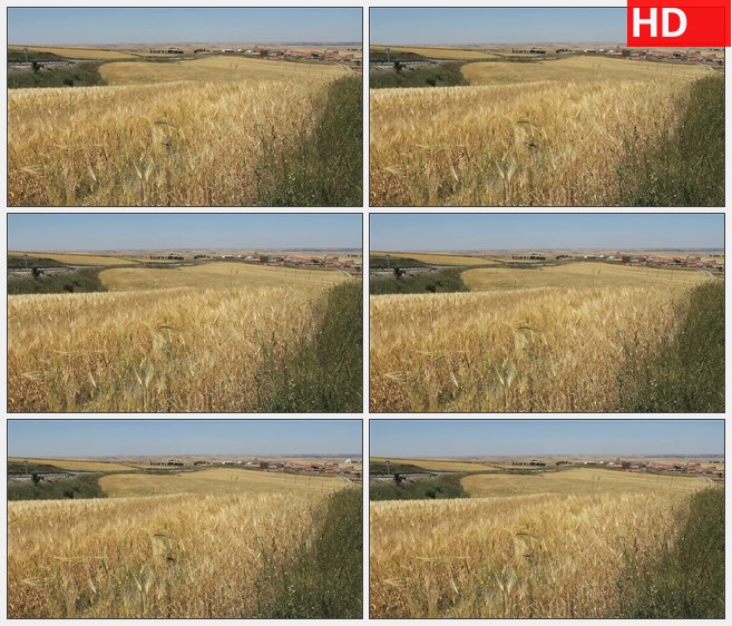ZY1630金黄色小麦田野和村庄高清实拍视频素材