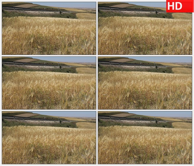 ZY1633金色小麦麦田道路高清实拍视频素材