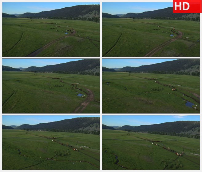 ZY1639空旷野外绿色草原奔跑的骏马马群高清实拍视频素材
