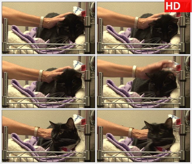 ZY1669女人在抚摸着黑毛白须的小猫的小猫特写高清实拍视频素材