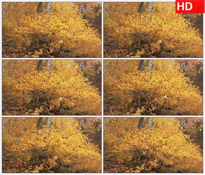 ZY1689秋天金黄色树叶枫叶摇曳微风中摆动高清实拍视频素材