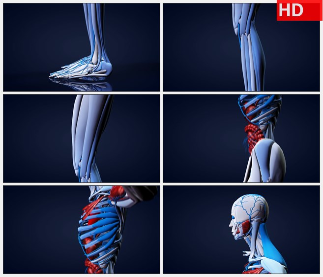 ZY1693人体解剖学3D模型扫描从底部左侧蓝红高清实拍视频素材