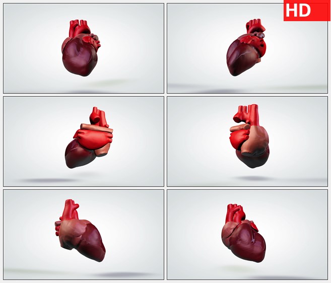 ZY1705三维动画模型旋转的人的心脏高清实拍视频素材