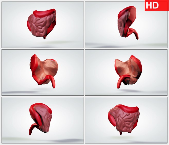 ZY1706三维动画模型旋转人体肠道高清实拍视频素材