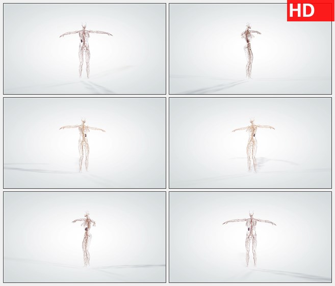 ZY1710三维动画人体神经系统模型旋转高清实拍视频素材