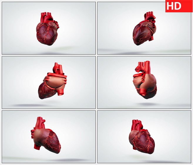 ZY1711三维动画旋转模型的人体心脏高清实拍视频素材