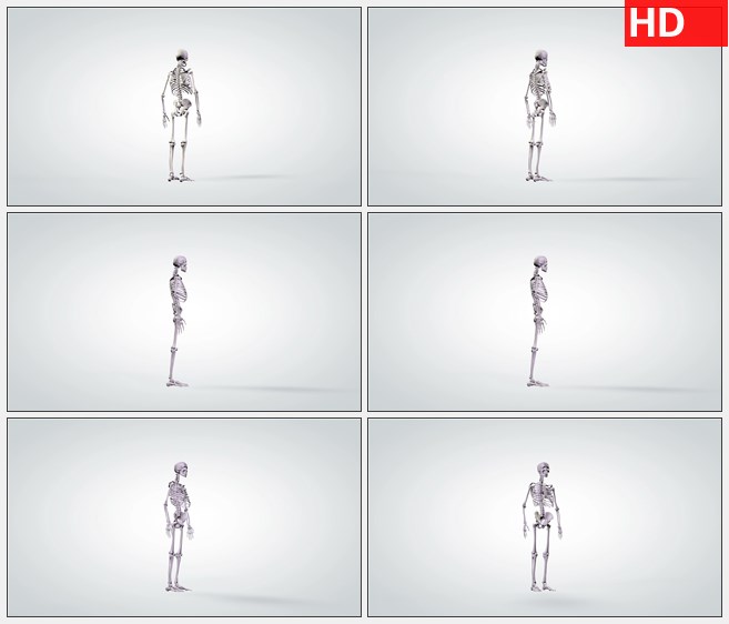 ZY1714三维解剖模型人体骨骼缓慢旋转高清实拍视频素材