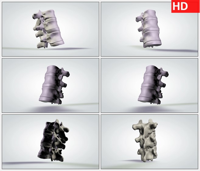 ZY1717三维解剖模型人体脊椎旋转高清实拍视频素材