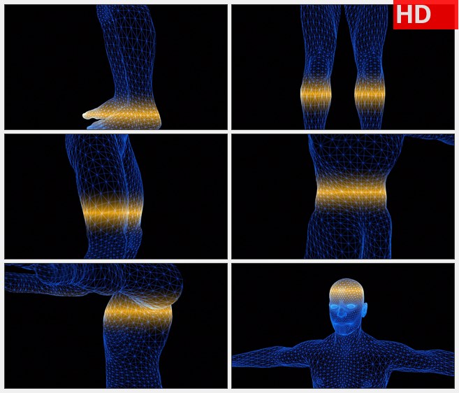 ZY1720三维模型人体解剖扫描转自底向上旋转高清实拍视频素材