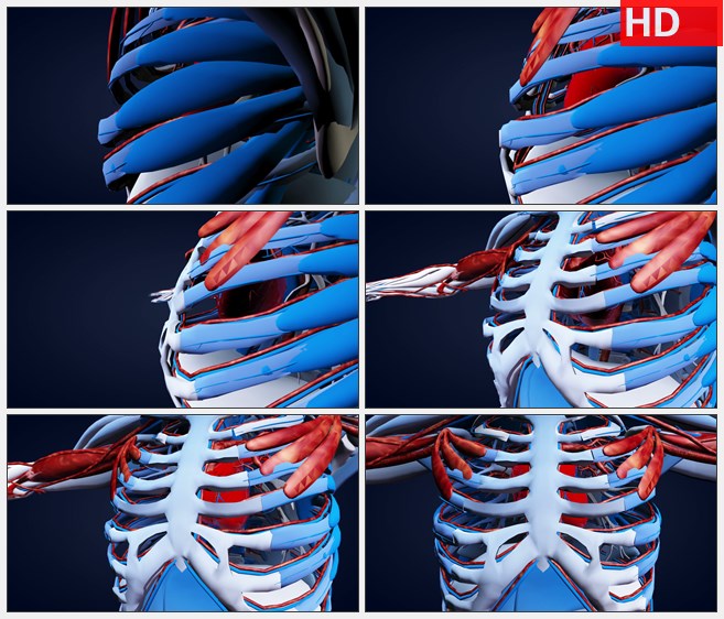 ZY1726三维旋转解剖人体模型的胸腔蓝红高清实拍视频素材