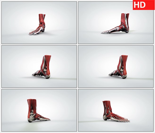 ZY1729三维旋转模型内部人的脚和脚踝高清实拍视频素材