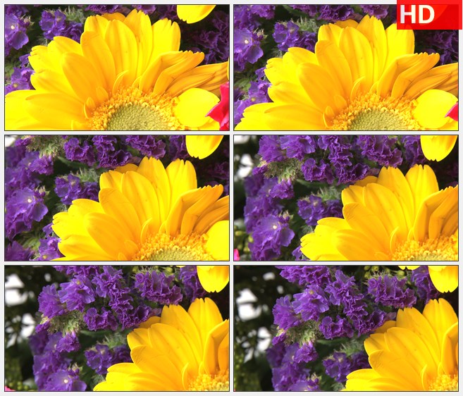 ZY1752缩放旋转鲜艳的花束红色紫色黄色向日葵高清实拍视频素材