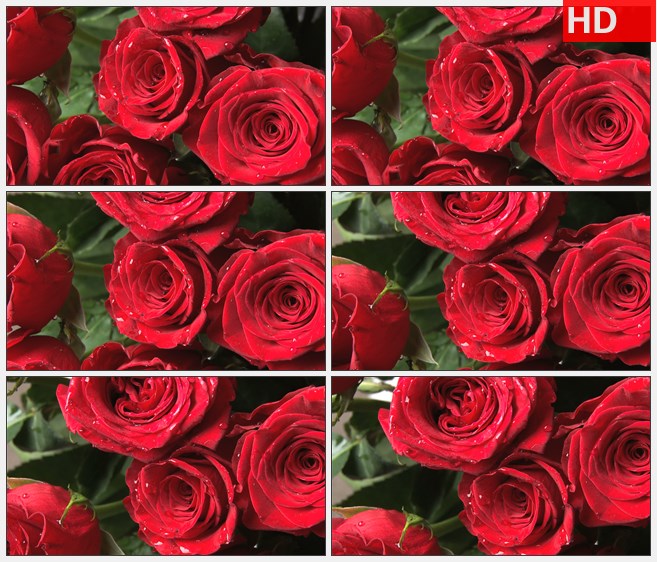 ZY1786旋转绿叶衬着带着露水的红玫瑰高清实拍视频素材