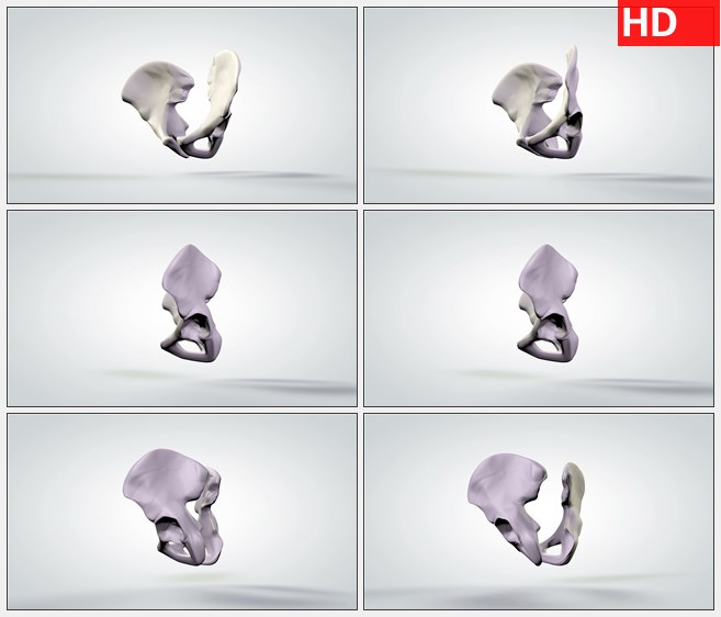 ZY1787旋转人体骨盆三维解剖模型高清动画视频素材高清实拍视频素材