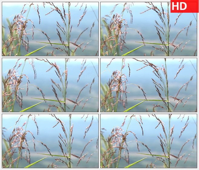 ZY1796野草种子花穗蓝色背景高清实拍视频素材