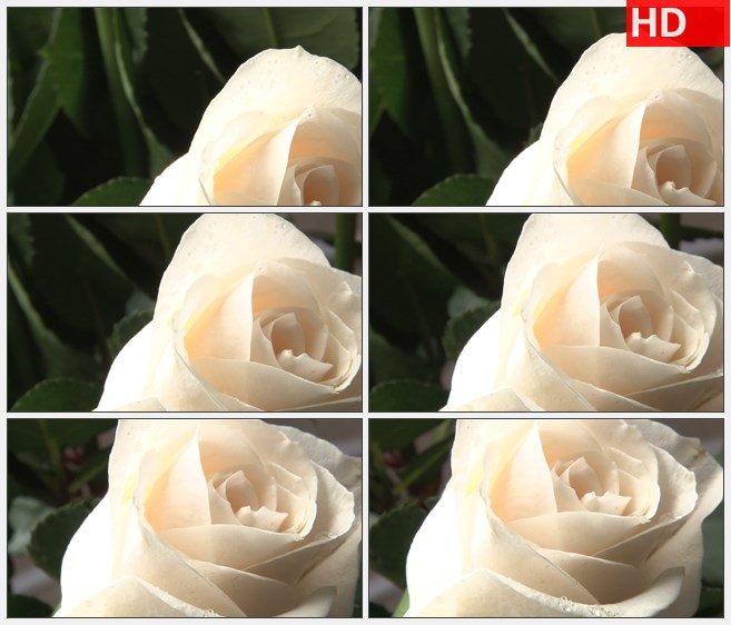 ZY1798一朵旋转的带着露水的白玫瑰高清实拍视频素材