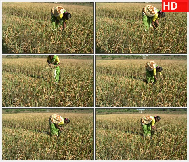 ZY1800印度女人女人在稻田里收割水稻高清实拍视频素材
