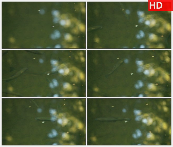 ZY1802鱼在水中树木倒影高清实拍视频素材