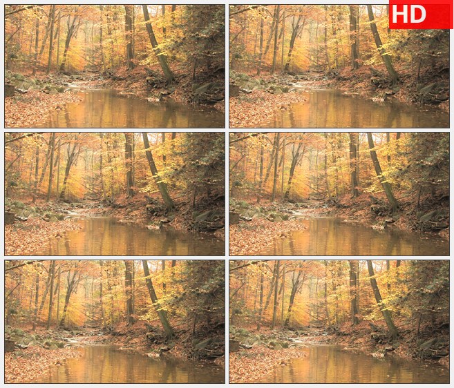 ZY1811在秋天的树林中蜿蜒的小溪高清实拍视频素材