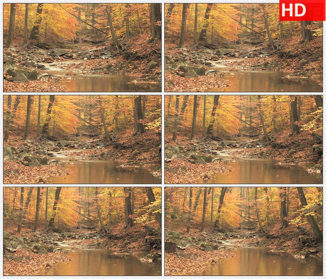 ZY1812在秋天的树林中蜿蜒的小溪缩小高清实拍视频素材