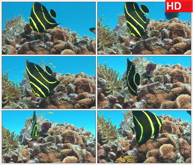 ZY1813在珊瑚礁旁穿梭的可爱的热带鱼高清实拍视频素材
